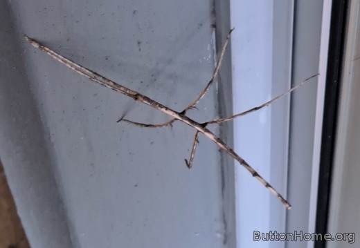 walking stick insect
